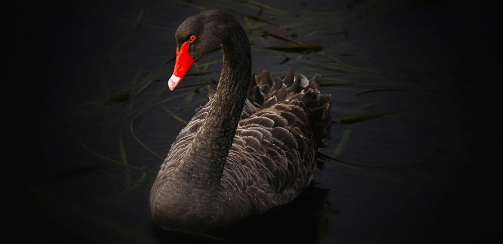 Black Swan Events
